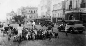 A herd of goats shares Calcutta's main street with modern vehicles, 1945