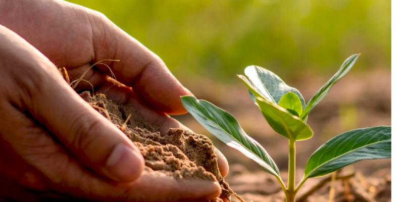 Tending a small plant